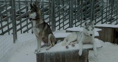 Two husky dogs on the kennel in cage video
