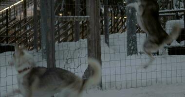 Anxious behavior of husky dogs in cage video