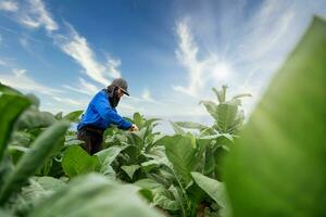 Agriculture of Tobacco Industry, Female Farmers working in tobacco fields with beautiful blue sky and clouds. photo