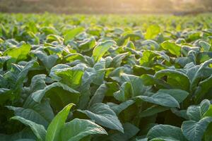 tabaco grande hoja cultivos creciente en tabaco plantación campo. tabaco industria para agricultura y exportar. foto