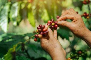 arábica café bayas, agricultores mano cosecha maduro café frijoles en café planta. foto