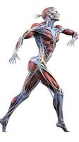 músculos anatomía sistema aislado en blanco antecedentes ,generativo ai. foto