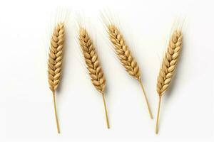 Ears of Wheat, Wheat ears isolated on white background. photo