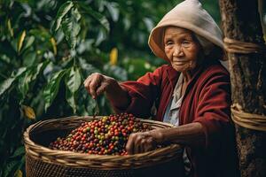 Woman picking coffee from a coffee plantation in Vietnam  ,Generative AI v photo