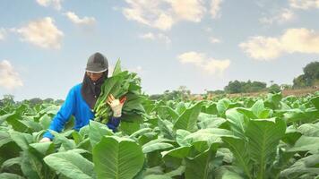 agricultor hembra son seleccionando validar, seleccionar el calidad de hojas tabaco. agricultor hembra tabaco agricultura. foto