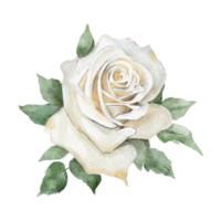 Watercolor botanical illustration with white rose flower isolated png