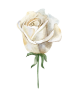acuarela botánico ilustración con blanco Rosa flor aislado png