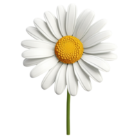 3d Chamomile White Bud Close Up icon. Realistic Decorative Blooming daisy flower. Digital illustration for artwork design PNG on transparent background