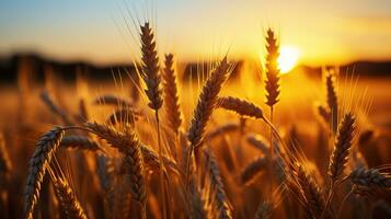 puesta de sol serenidad. cautivador puntos de vista de un trigo campo radiante. generativo ai foto