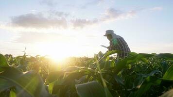 silueta de granjero es examinando hojas de maíz plantas en puesta de sol. concepto de agricultura. negocio granja. foto