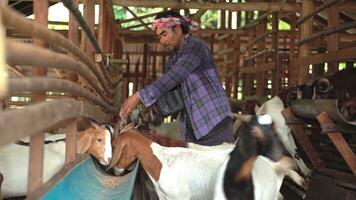 un granja trabajador o un granja propietario levantamiento joven cabras en un casa de Campo. foto