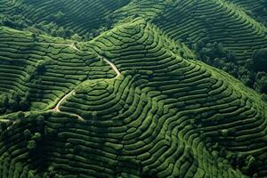 café plantaciones de sur America con un horizonte con montañas en el antecedentes ,generativo ai foto