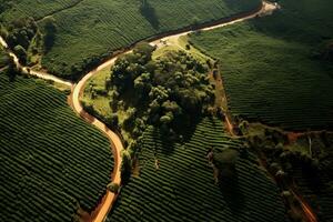 café plantaciones de sur America con un horizonte con montañas en el antecedentes ,generativo ai foto