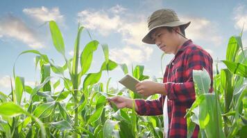 asiático agricultores utilizar el nuevo tecnología a monitor cosecha maíz. foto