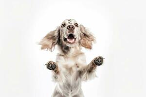 Happy cute playful white-braun doggy  playing and looking happy isolated on white background. ,Generative AI photo