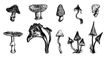 Collection of varied poisonous mushrooms. Abstract fungus set. Vector illustration in sketch style. Retro cliparts isolated on white.