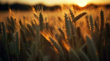 A Wheat Field Bathed in Sunset Light. Generative AI photo