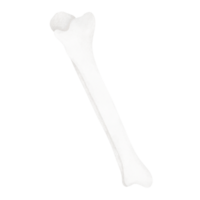 Halloween bone cartoon png