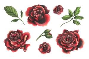 Red and black roses with green leaves and buds. Watercolor illustration, hand drawn. Set of isolated elements png