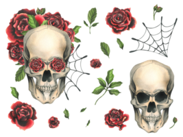 Human skull with red roses and cobwebs. Hand drawn watercolor illustration for day of the dead, halloween, Dia de los muertos. Set of isolated elements png