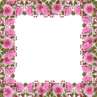 Shabby chic frame with pink roses png