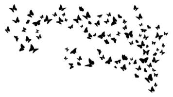 Set of flying black butterfly silhouettes. Vector design