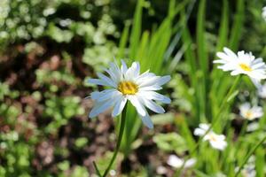 Chamomile flower in summer garden with drops after rain, horizontal photo - close-up