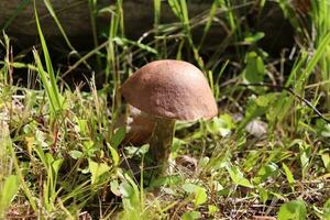 Common boletus mushroom Leccinum scabrum in the grass on a sunny summer day - horizontal photo, side and top view photo
