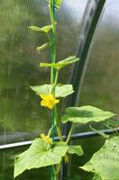 ripening cucumbers with flowers in a greenhouse - vertical photo. Growing vegetables in a country house or farm in a temperate climate zone photo