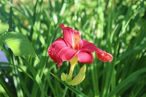 red daylily inflorescence - one lily with buds against the background of grass in partial shade on a sunny summer day in the garden - horizontal photo close-up