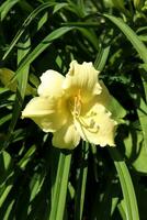 one light lemon lily with buds against the background of grass on a sunny summer day in the garden - vertical close-up photo, top view photo