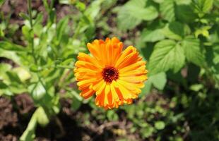 one flower Calendula officinalis on the background of grass and earth - horizontal photo, top view photo