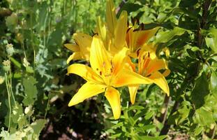 inflorescence of a yellow daylily with buds and blossoming flowers next to a dwarf apple tree and poppy buds on a sunny day in the garden - close-up horizontal ph photo