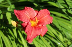 red daylily - one lily with buds against the background of grass on a sunny summer day in the garden - horizontal close-up photo, top view photo