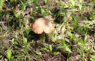 Common boletus mushroom Leccinum scabrum on the edge of the forest in the grass on a sunny summer day - horizontal photo, side and top view photo