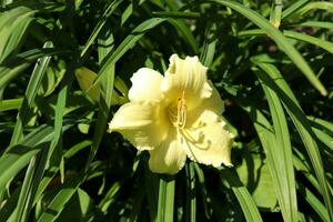 light lemon yellow lily with buds on the background of grass on a sunny summer day in the garden - horizontal photo close-up, top view