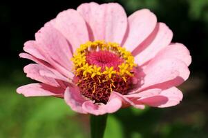 Flower of bright light pink zinnia graceful Zinnia elegans in a flower bed in the garden. Horizontal macro photo