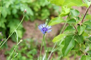 horizontal photo close-up top view - one blue cornflower with a bud against the background of blurry bushes and branches of an apple tree