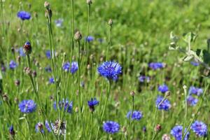 field of blue cornflowers with buds on a sunny summer day - close-up horizontal photo