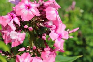 photo horizontal close-up - beetle Cetonia aurata on phlox flowers on a sunny summer day