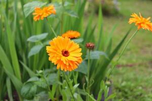 several flowers of Calendula officinalis in a flower bed against the background of grass - horizontal photo, side view photo