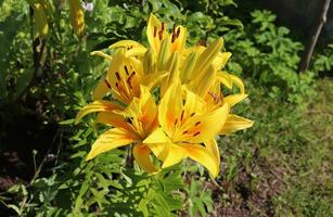 yellow daylily inflorescence with buds and blooming flowers on a sunny day in the garden - horizontal photo close-up