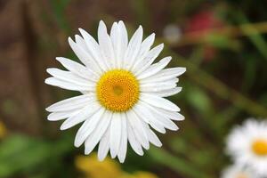 Chamomile with drops on the petals after rain in the garden. Horizontal macro photo