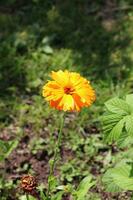 flower Calendula officinalis on the background of grass and earth - vertical photo, side view photo