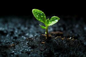 nuevo vida emerge desde semilla en mojado primavera estación, un planta con agua gotas en eso foto