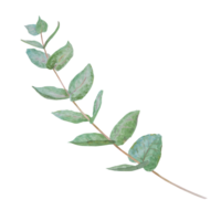 Eucalyptus branch watercolor hand drawn floral illustration. Botanical painting of greenery leaves are isolated. Good as an element in the decorative design of wedding invitations, greetings, textile png