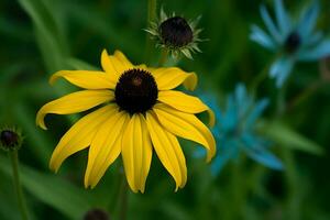amarillo flor azul de cerca. generar ai foto