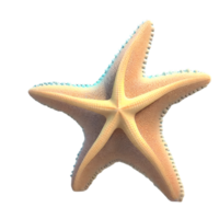 starfish cute  fish AI Generative png