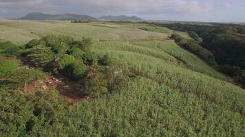 Aerial shot of sugarcane fields in Mauritius video