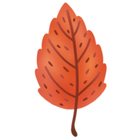 leaves change color in autumn png